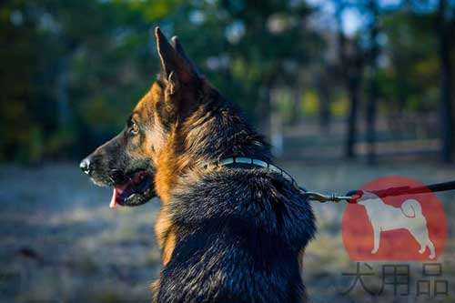 大型犬　首輪　おしゃれ