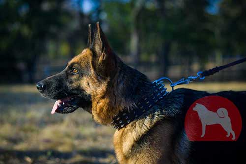 大型犬　シェパード　首輪