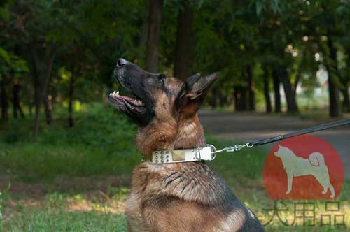 犬　ホワイト　首輪