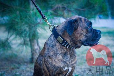 大型犬用かっこいい首輪 素敵な金具付 C86 1113 Leather Collar 犬用品 犬グッズ 犬訓練用具 犬用品通販 犬用口輪