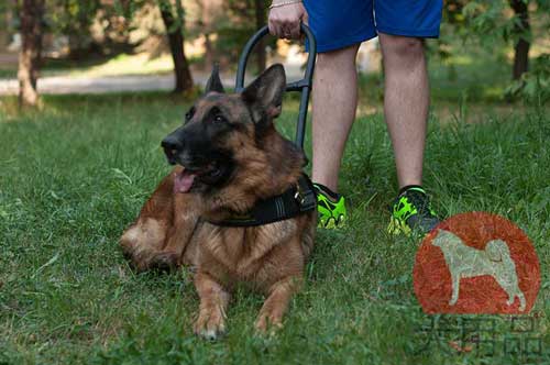 シェパード　盲導犬ハーネス