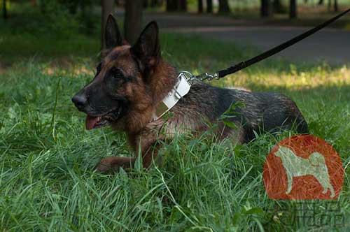 大型犬　白革　首輪